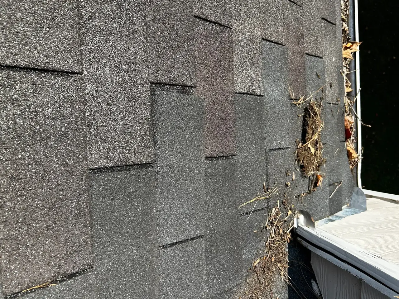 Close-up of weathered asphalt shingles with vegetation and debris collected beside a roof edge