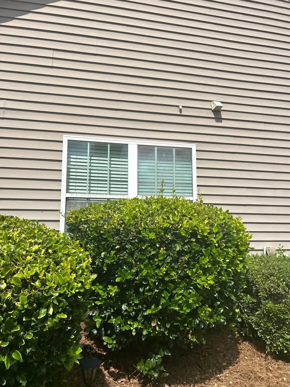 Close view of beige siding, white-trimmed window, and neatly trimmed bushes.